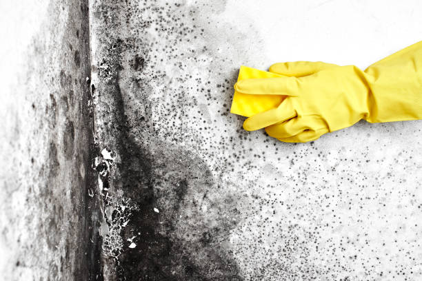 Best Certified Mold Removal  in Garfield Heights, OH