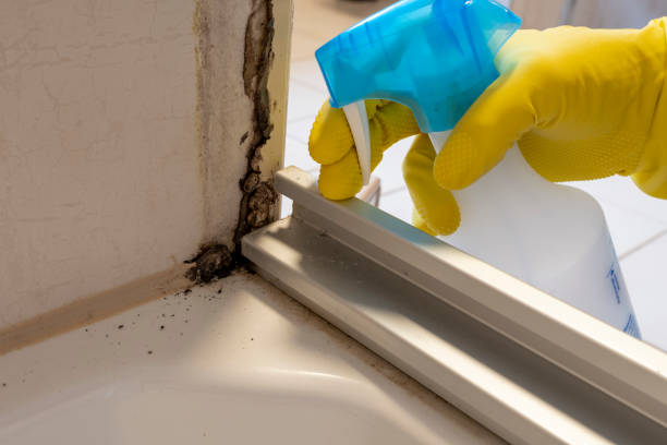 Best Mold Damage Repair  in Garfield Heights, OH