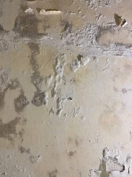 Best Local Mold Removal Service  in Garfield Heights, OH