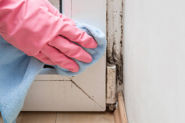 Best Best Mold Removal Companies  in Garfield Heights, OH